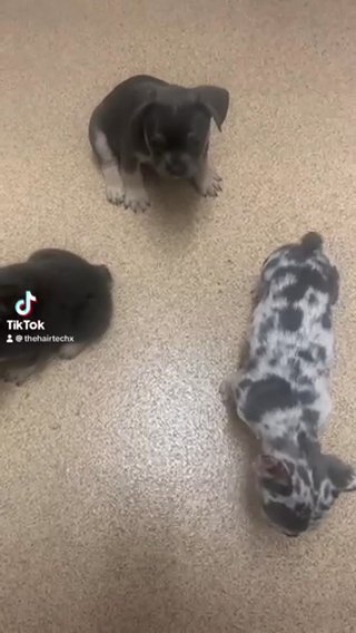 Fluffy Micro Blue Lilac Merle French Bulldog Puppies