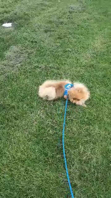 pomeranian