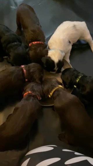 Cocker X Cockalier Puppies. Ready In 5 Days