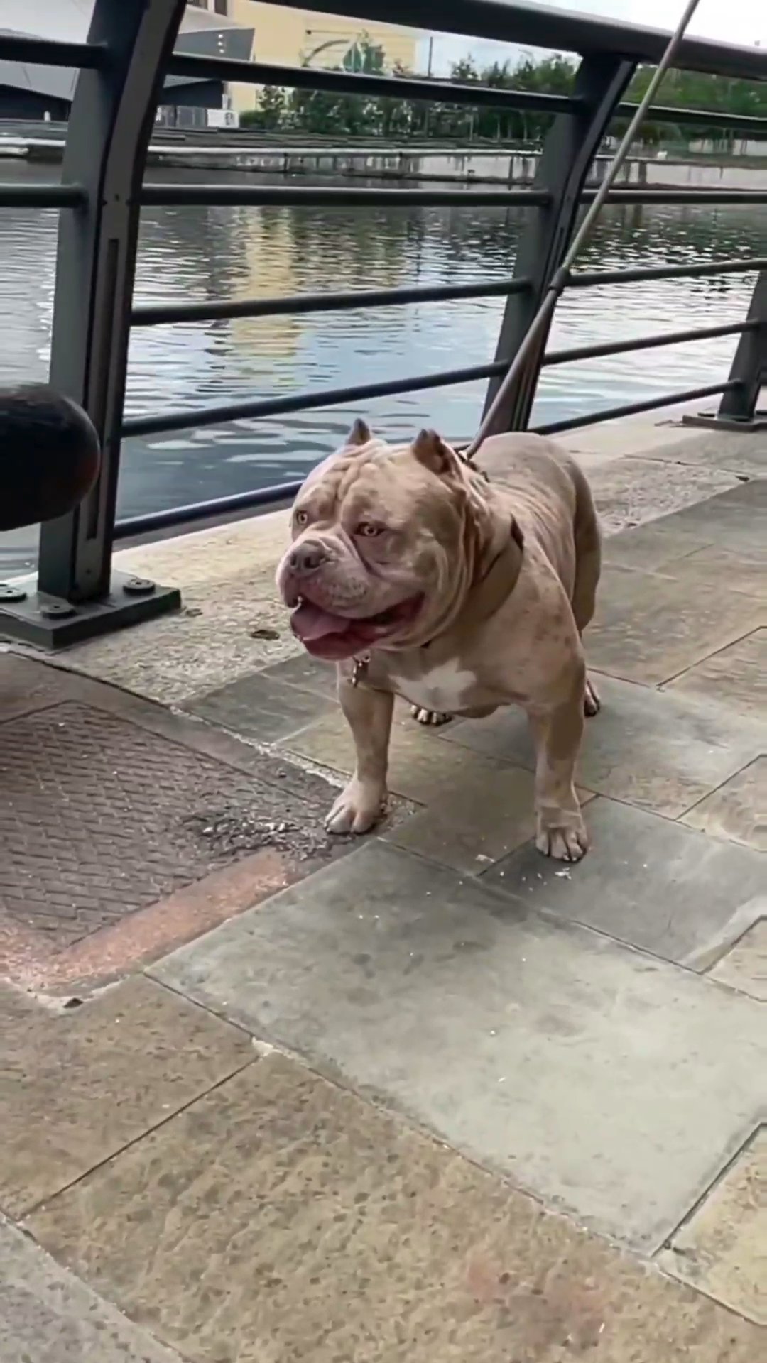 Stud - American pocket Bully