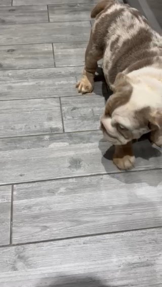 English Bulldog