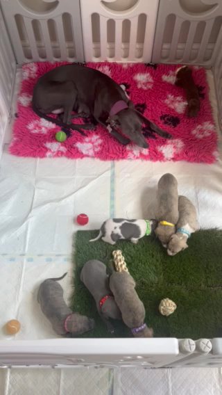 Beautiful Whippet Pups