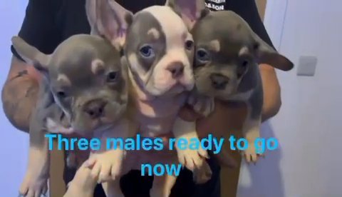 French bulldog Kc Register