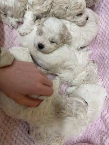 KC Registered Bolognese Puppies, Champion Lines, Vet checked, Wormed & Microchipped