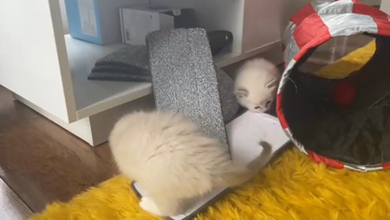 stunning ragdoll kittens for sale