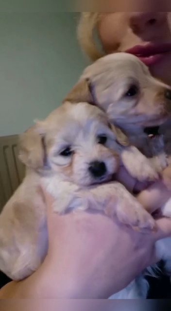 F1 Toy Maltipoo Cute Puppies ?