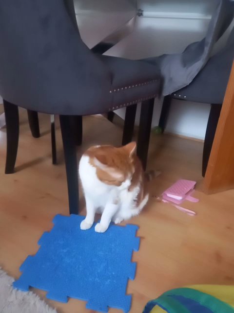Ginger female adorable cat