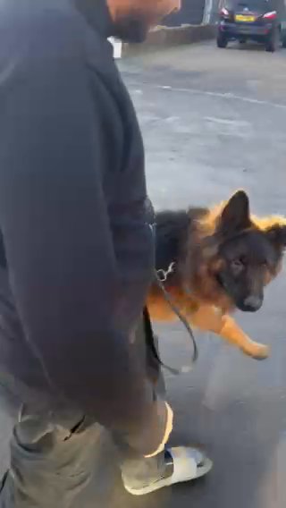 Beautiful Longhaired GSD Male