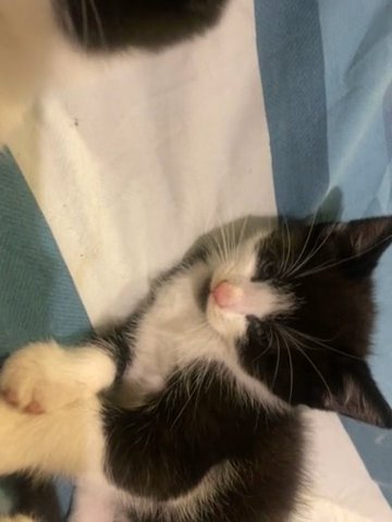 Half Turkish Angora