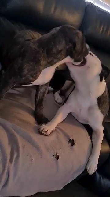 puppy for sale