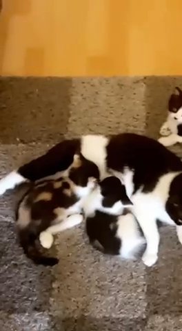 Kittens