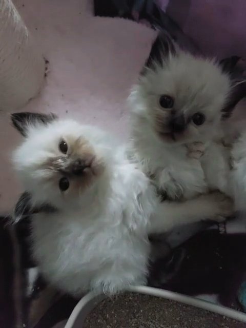 beautiful ragdoll babies ?