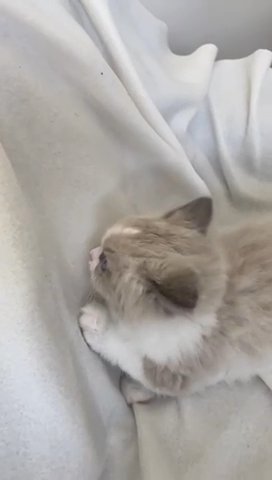 loving Ragdolls ready