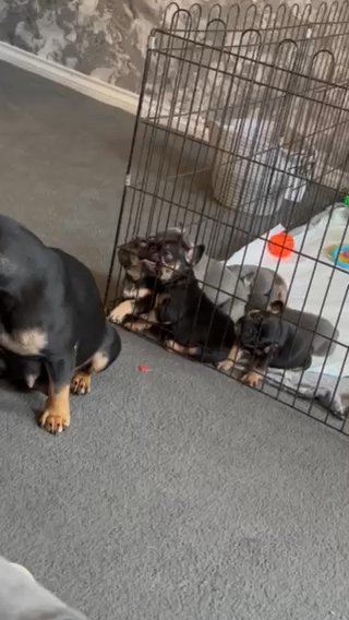 Frenchbull Dog Pups