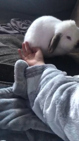 male mini lop