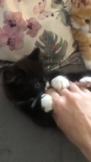 Maincoon Female Kittens