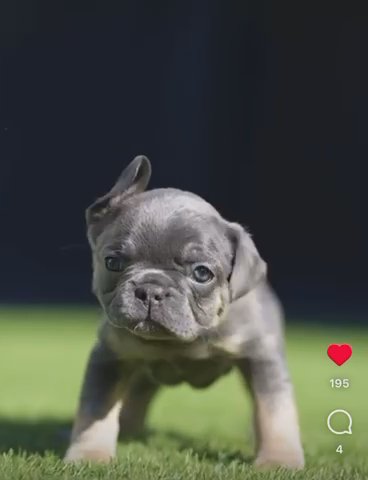 KC registered French bulldogs - 3 Left !