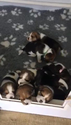 KC Registered Beagles