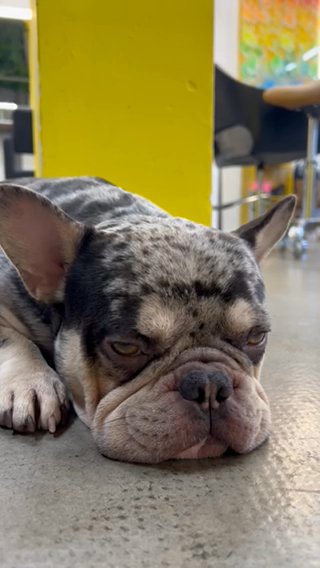 REDUCED‼️‼️ CHOC & TAN FRENCHIE PUPPIES