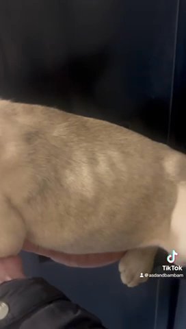Mastiff