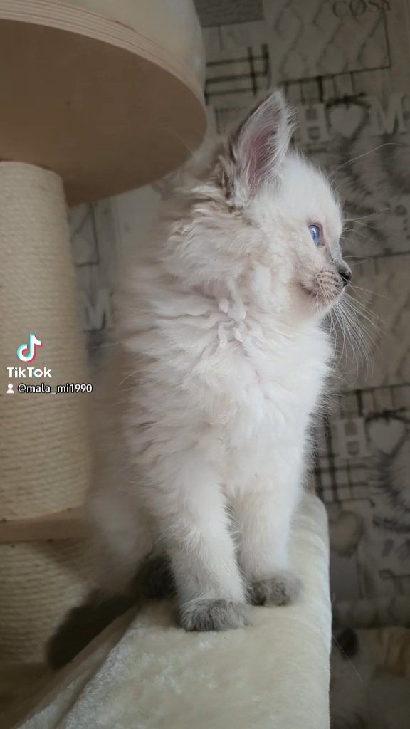 Little Ragdoll