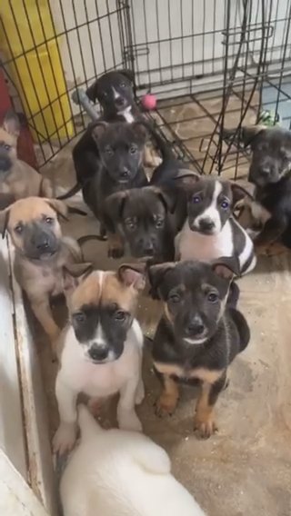 Mastiff Mix Pups ?