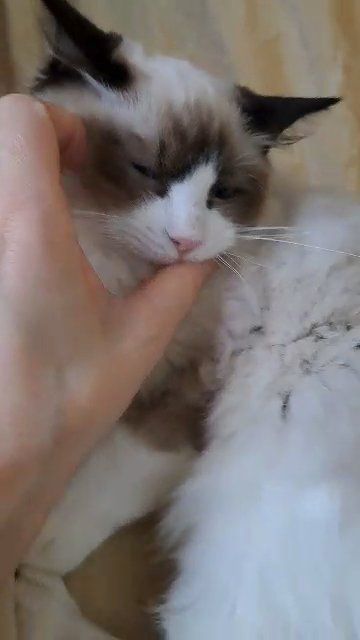 Stunning Bi colour Ragdoll Princess