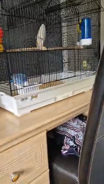 2 budgies