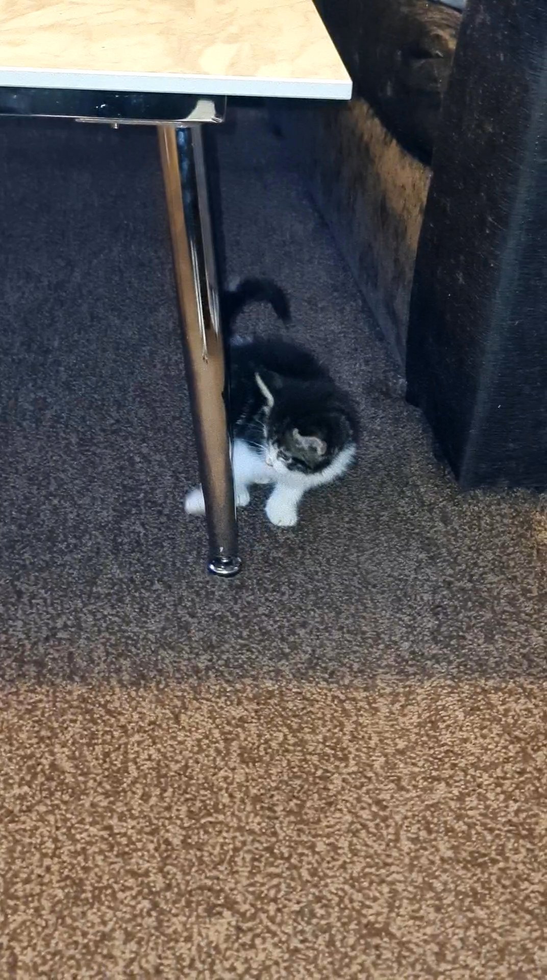 10 week old mixed breed kitten
