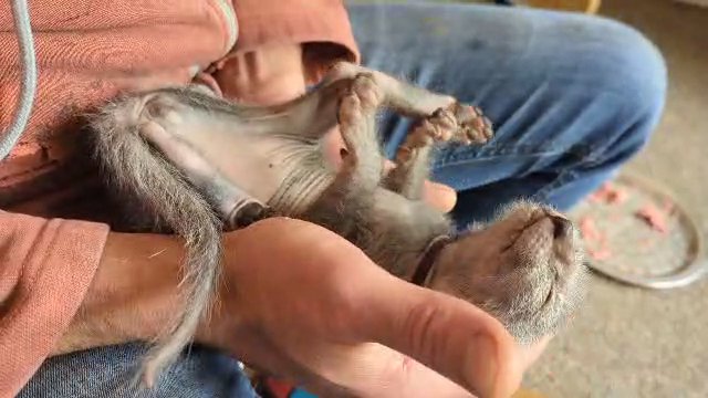 Adorable Rare Lykoi Werewolf Kittens