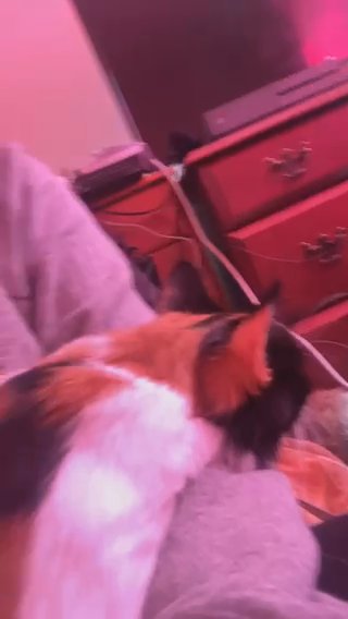 (Lola) Long Haired Calico