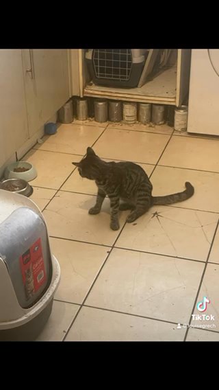 3 Kittens