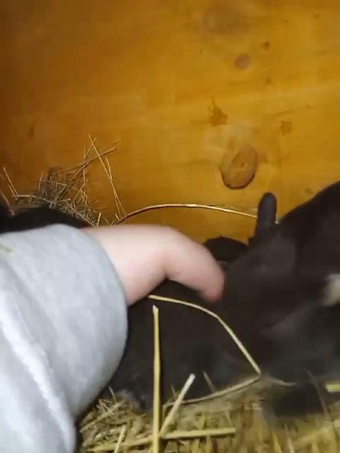 loinhead