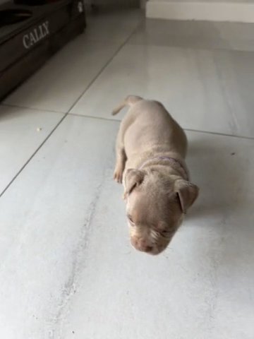 Female Pocket Bully