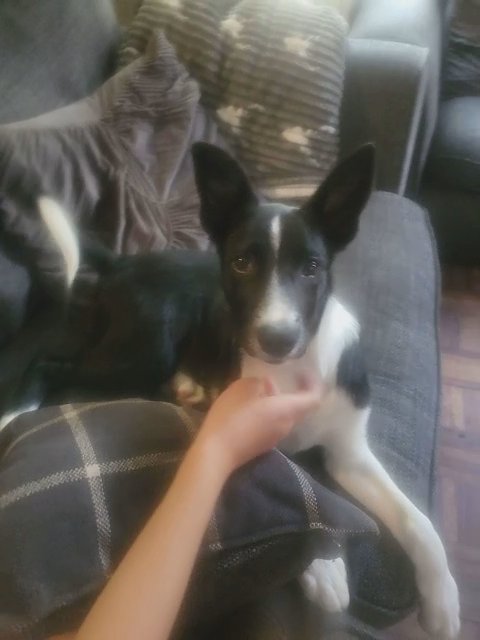 dog for sale