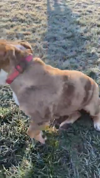 Olde English Bulldog