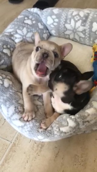 KC registered French bulldog puppies