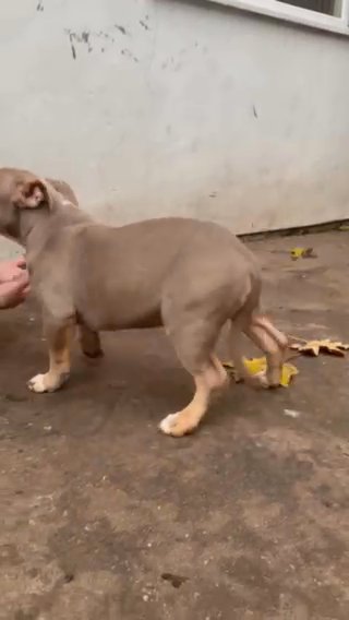 female pocket bully