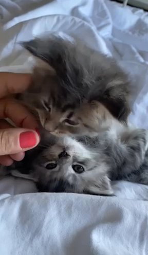 Mainecoon - 1 boy & 1 girl