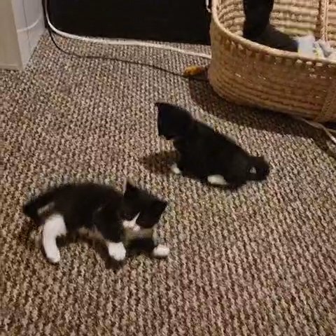 Looking for a new home