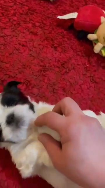 Shih tzu