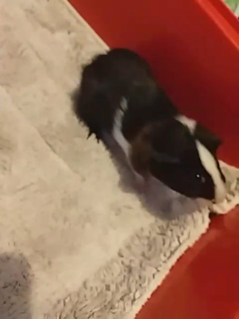 2 beautiful girl guinea pigs