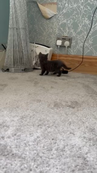 BSH kittens for sale