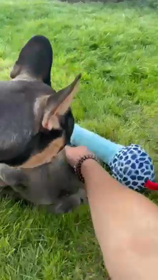 2 Frenchies