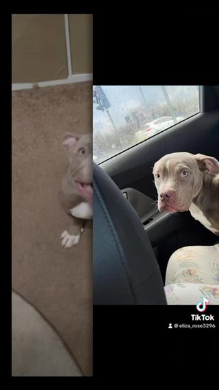1 Year Old Lilac American Pocket Bully