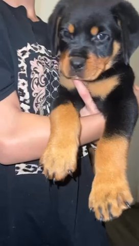 Rottwiller Puppies