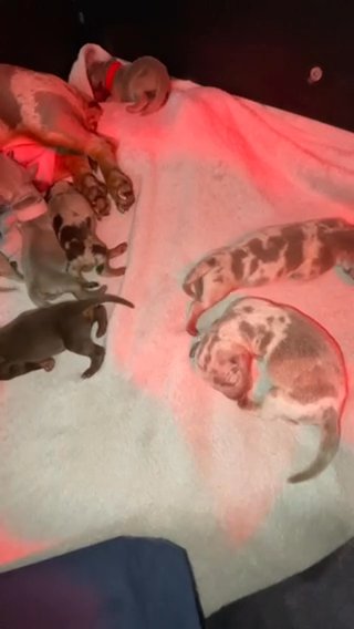 Miniture Dachshund Puppies