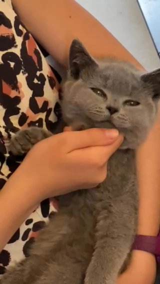 British Shorthair