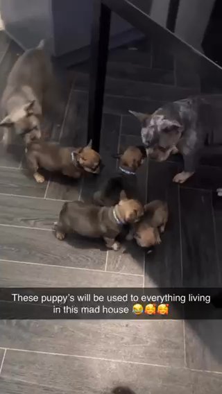 3 Girls Available