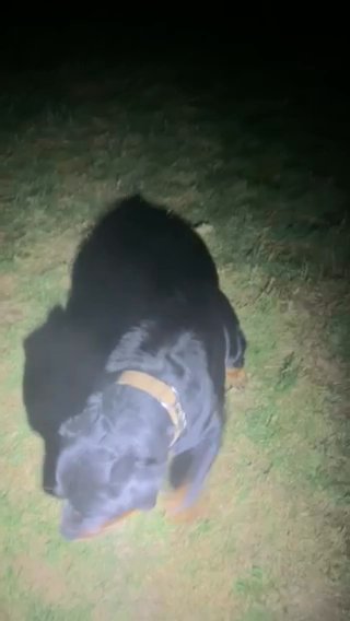 male kc reg needs his forever home